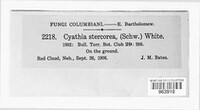 Cyathus stercoreus image